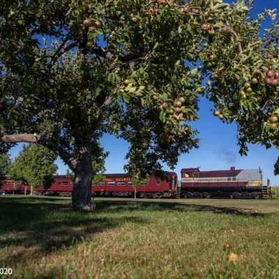 a train traveling down tracks next to a tree