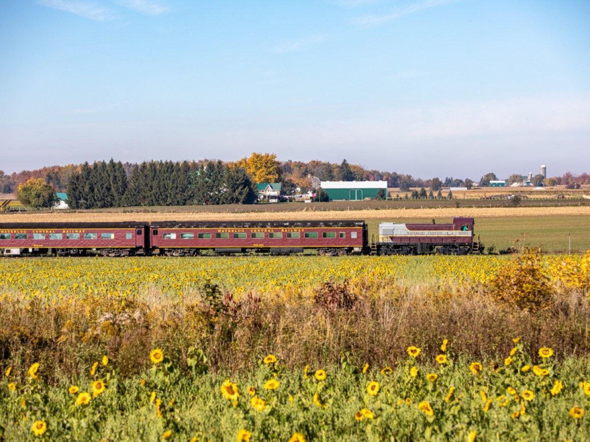 a train pulls into a flower field