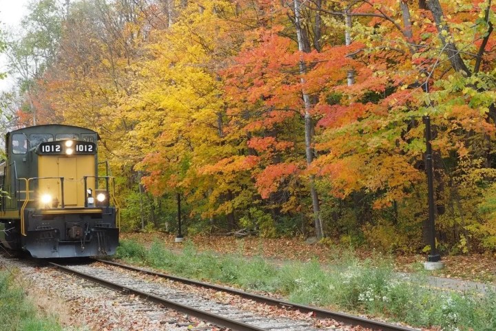 Train on track beside trees with autumn leaves.