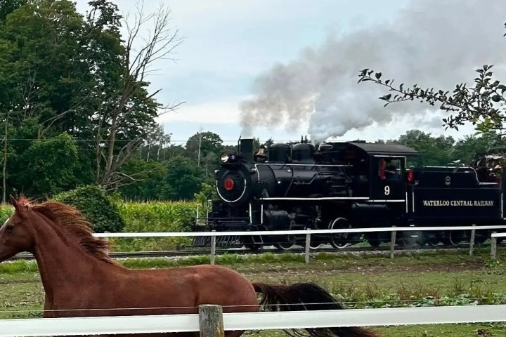 Horse runs in front of steam locomotive on tracks surrounded by trees.